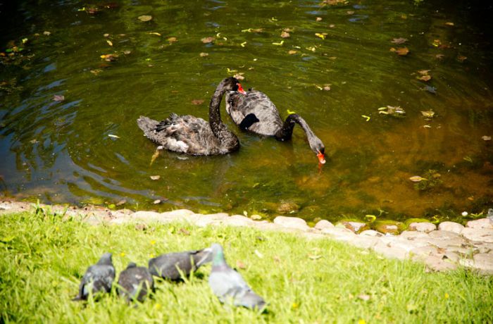 Чёрные лебеди в Михайловском саду