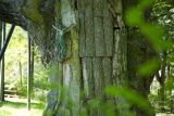 самые старые деревья Польши