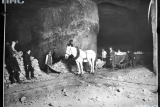 Лошади в шахте