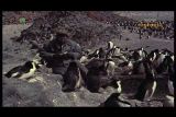 Природа антарктического острова
